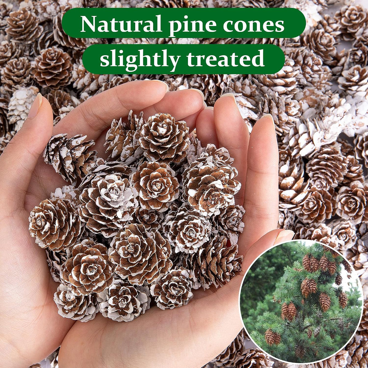 150 Pcs Christmas Natural Mini Pine Cones - Small Xmas Snow Pinecones Decor
